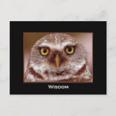 CARTE POSTALE WISDOM OWL (Devant)