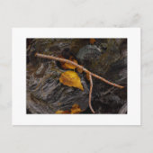 Carte Postale "Wishbone" (Devant)