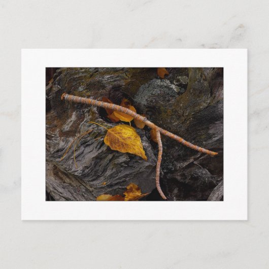 Carte Postale "Wishbone" (Devant)