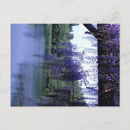 Carte Postale Wisteria (Devant)