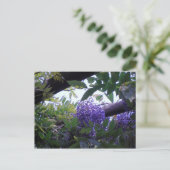 Carte Postale Wisteria (Debout devant)