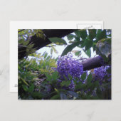 Carte Postale Wisteria (Devant / Derrière)
