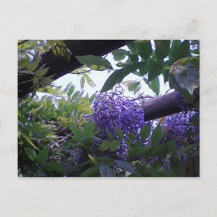 Carte Postale Wisteria