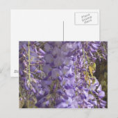 Carte postale Wisteria (Devant / Derrière)