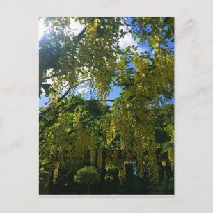 Carte Postale Wisteria jaune