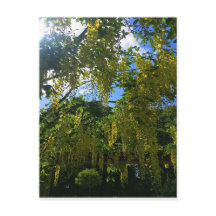 Wisteria jaune