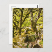 Carte Postale Wistman's Wood Dartmoor Devon Angleterre UK
