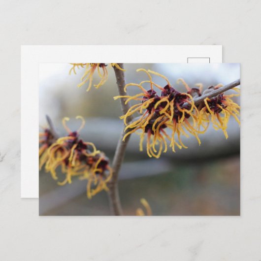 Carte Postale Witch Hazel Closeup (Devant / Derrière)