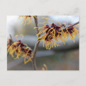 Carte Postale Witch Hazel Closeup (Devant)
