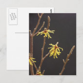 Carte Postale Witel Blossom (Devant / Derrière)