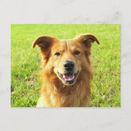 Carte Postale WJ chien conception (Devant)