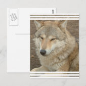 Carte postale Wolf (Devant / Derrière)