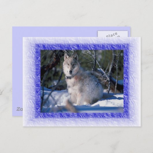 Carte postale Wolf (Devant / Derrière)