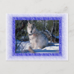 Carte postale Wolf