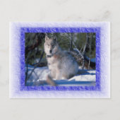 Carte postale Wolf (Devant)