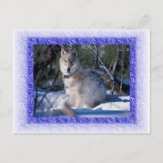 Carte postale Wolf (Devant)
