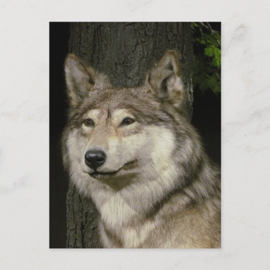 Carte postale Wolf (Devant)