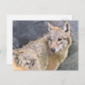 Carte Postale Wolf ポストカード (Devant / Derrière)