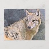 Carte Postale Wolf ポストカード (Devant)