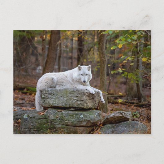 Carte Postale Wolf à l'automne (Devant)