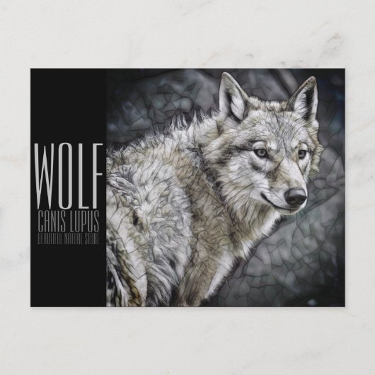 Carte Postale Wolf [Carte postale] (Devant)