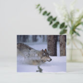 Carte Postale Wolf Courant Dans La Neige (Debout devant)