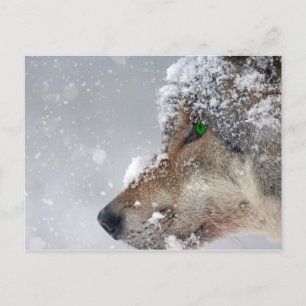 Carte postale Wolf couvert de neige