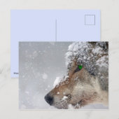 Carte postale Wolf couvert de neige (Devant / Derrière)
