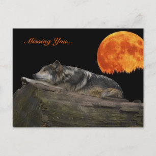 Carte Postale Wolf et Lune mexicaines - Vous avez disparu...