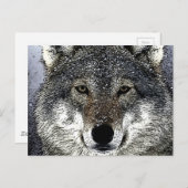 Carte Postale Wolf Eyes (Devant / Derrière)