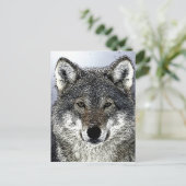 Carte Postale Wolf Eyes (Debout devant)