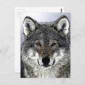 Carte Postale Wolf Eyes (Devant / Derrière)