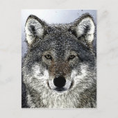Carte Postale Wolf Eyes (Devant)