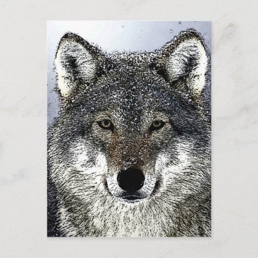Carte Postale Wolf Eyes (Devant)