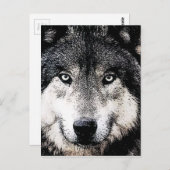 Carte Postale Wolf Eyes (Devant / Derrière)