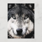 Carte Postale Wolf Eyes (Devant)