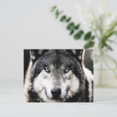 Carte Postale Wolf Eyes (Debout devant)