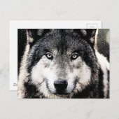 Carte Postale Wolf Eyes (Devant / Derrière)