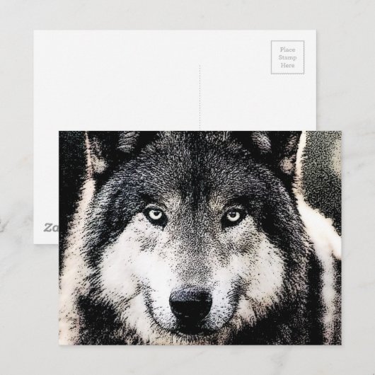 Carte Postale Wolf Eyes (Devant / Derrière)