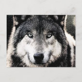 Carte Postale Wolf Eyes (Devant)
