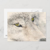 Carte Postale Wolf Eyes (Devant / Derrière)