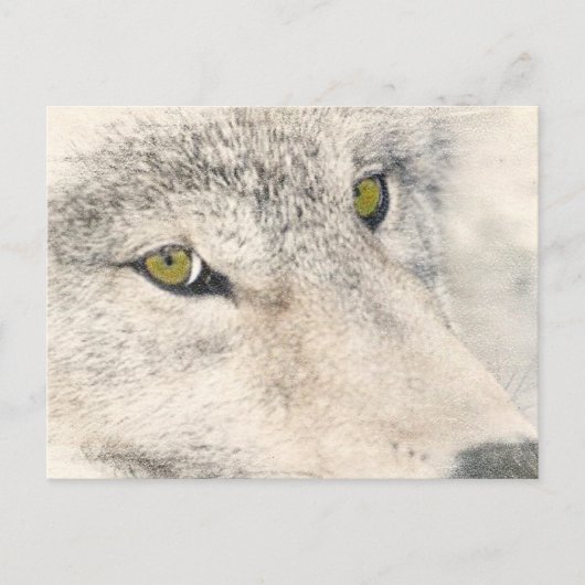 Carte Postale Wolf Eyes (Devant)
