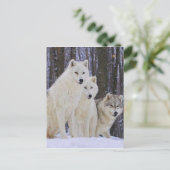 Carte Postale Wolf Family (Debout devant)