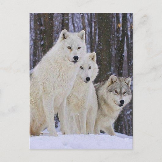 Carte Postale Wolf Family (Devant)