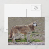 Carte postale Wolf Grey (Devant / Derrière)