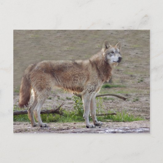 Carte postale Wolf Grey (Devant)