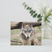 Carte postale Wolf Grey (Debout devant)