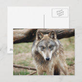 Carte postale Wolf Grey (Devant / Derrière)