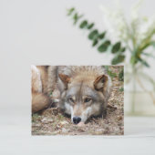 Carte postale Wolf Grey (Debout devant)