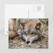 Carte postale Wolf Grey (Devant / Derrière)